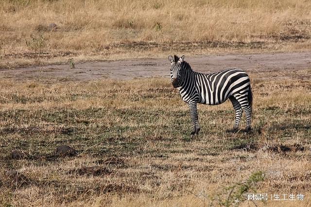 ——梅尔祖卡沙漠的风、光与寂静之梦冰球突破游戏摩洛哥撒哈拉金色回廊(图3) ——梅尔祖卡沙漠的风、光与寂静之梦冰球突破游戏摩洛哥撒哈拉金色回廊(图3)